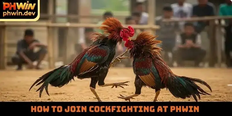 How to join cockfighting at PHWIN
