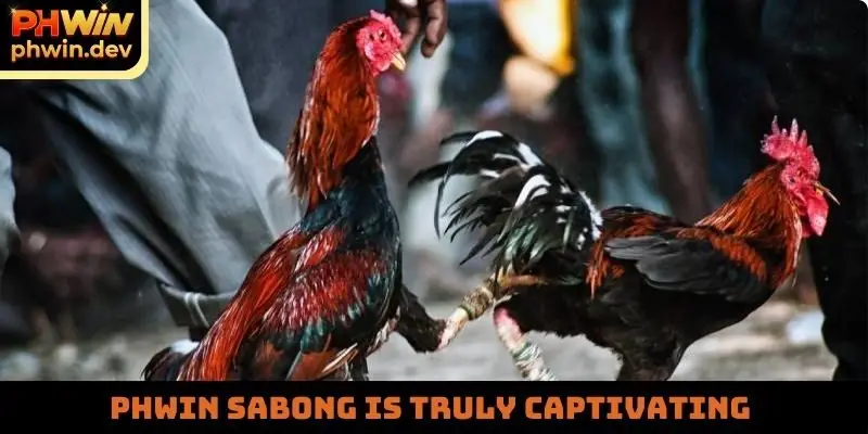 PHWIN Sabong is truly captivating